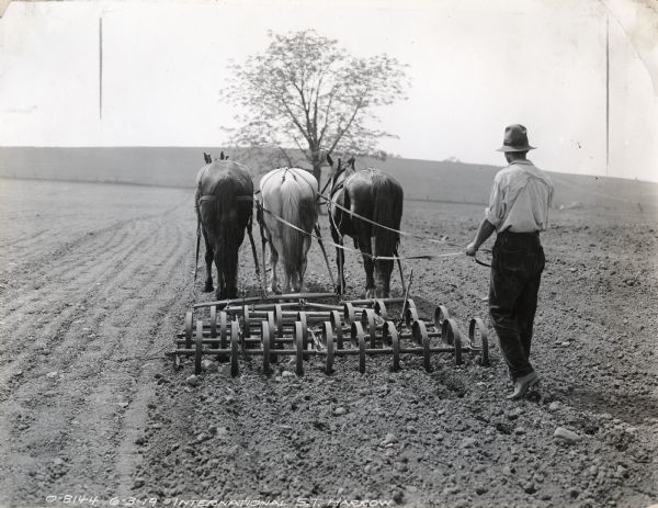 Rear view of man walking behind an International spring tooth harrow pulled by three horses to cultivate a field.