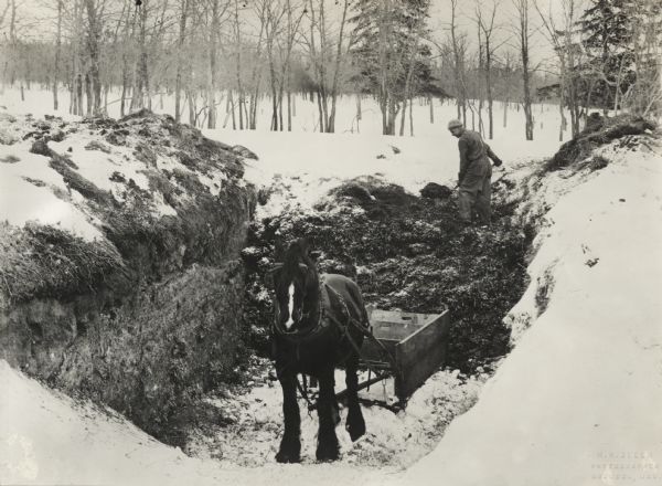 View looking down snow-covered slope towards a horse attached to a small sleigh standing in a trench. At the back of the trench a man is pitching silage from the trench silo onto the horse-drawn sleigh. Original caption reads: "Using Feed from Trench Silo at Dominion Exp. [Experimental] Farm."