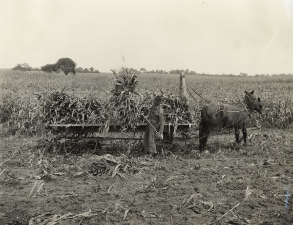 Man in field loading a horse-drawn wagon with silage corn.