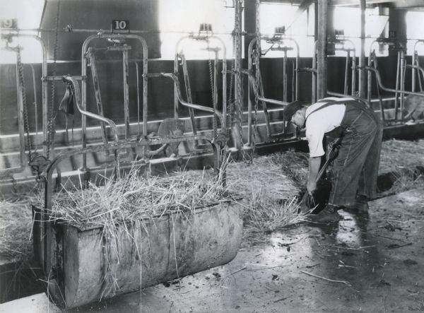 A man using a shovel and a litter carrier on a track system to clean the gutter of a dairy barn at International Harvester's Hinsdale experimental farm. The man is standing near rows of stanchions.