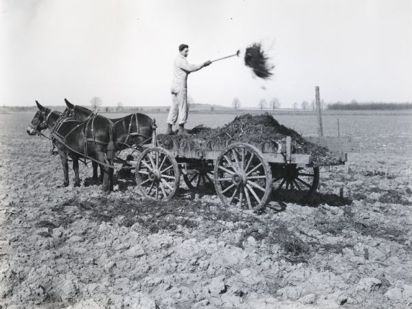 A man standing on the back of a wagon led by two mules is using a pitchfork to spread manure onto a field.