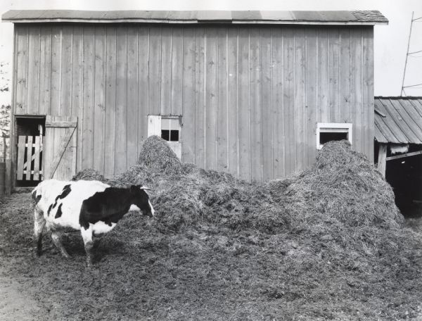 A cow standing near manure piled behind a barn.