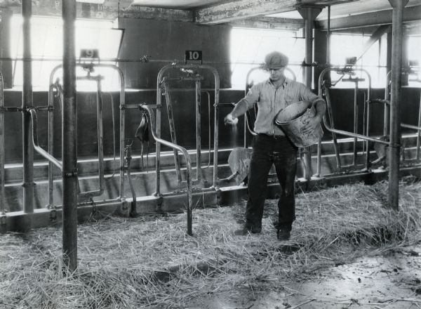 A man spreading superphosphate from a bucket onto manure near cattle stanchions in a barn.