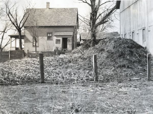 View of a manure pile near a barn. Used to demonstrate the dangers of placing waste too near to a house. A rooster is standing atop the pile, and a bicycle and cat are in the background at a lean-to entrance to the farmhouse.