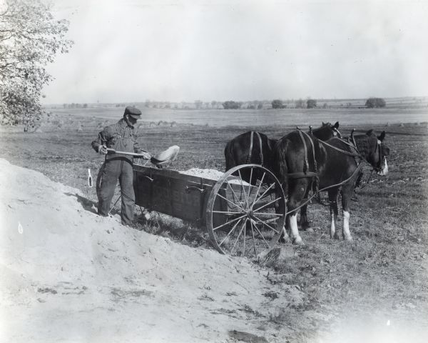 A man is using a shovel to transfer lime from a pile in a field into a lime sower pulled by two horses.
