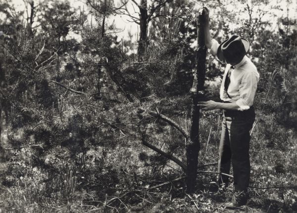 Man showing pest damage to a tree. Original caption reads: "Showing where tree had been girdled by pitch moth larvae, and later grew larger above and below the injury."
