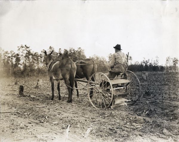 Three-quarter view from left rear of a man driving two mules who are pulling a stalk cutter across a field of what is possibly tobacco or corn. There are tree stumps in the field.