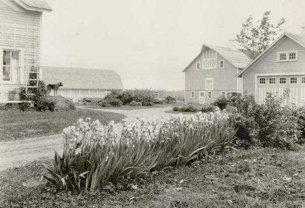 Irises bordering a farm's driveway near several farm buildings and the farmhouse. A large dog is standing on the farmhouse steps in the background.