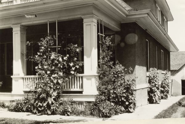 View of climbing plants on trellises along the foundation and porch of a house.