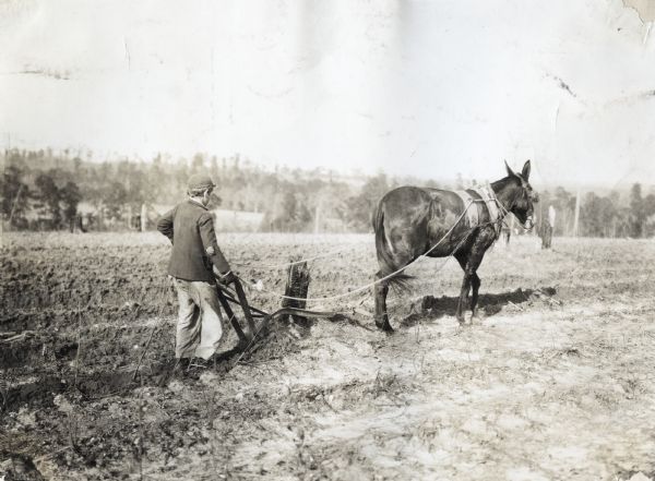 Three-quarter rear view from right of a boy with a mule and walking plow near a tree stump in a field.