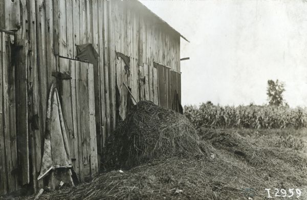 A pile of manure lying against a weathered wooden barn in front of what appears to be a field of corn.