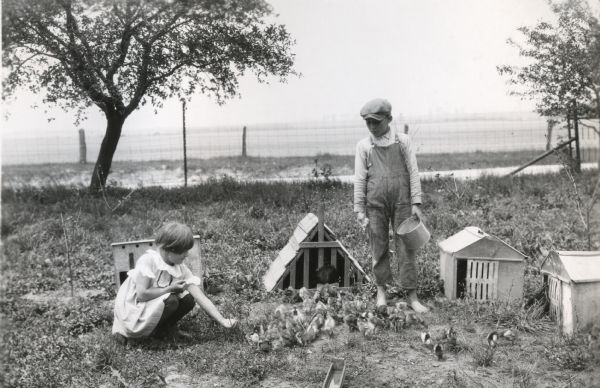 Two children of Vernon Shurs sit and stand near four poultry houses and multiple prize-winning Rhode Island Red chicks. The girl, squatting and wearing a dress, holds her hand out to feed the chicks, and the boy, wearing a cap and overalls, feeds them from a metal pail.