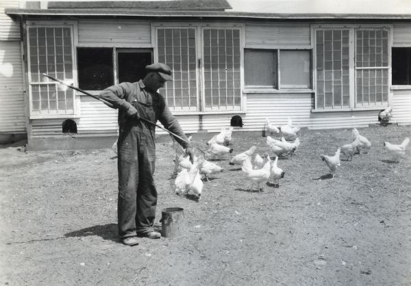 A man standing in front of a poultry house at Holden farm removing a chicken from a fish landing net after catching it. A number of chickens stand in the yard surrounding the poultry house.