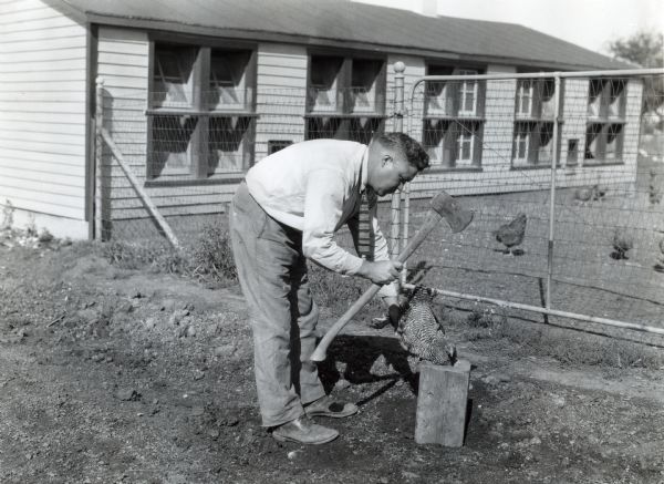 A man wearing a necktie and collared shirt using an axe to butcher a chicken on a block of wood at International Harvester's Hinsdale experimental farm. A poultry house and other chickens are in a fenced-area in the background.