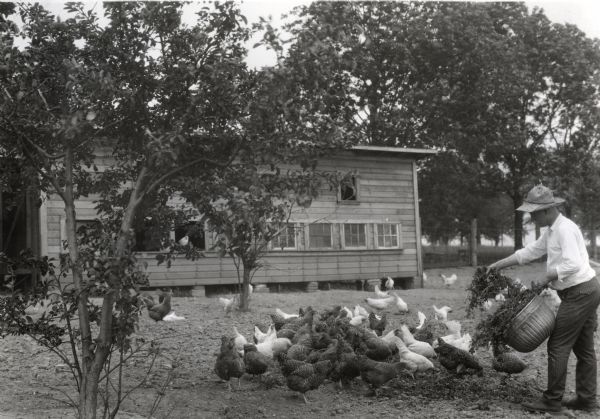 A man wearing a straw hat feeding chickens out of a metal bucket in front of a poultry house at International Harvester's Hinsdale experimental farm.