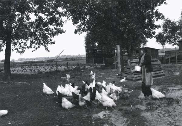 A woman using a metal pail to feed a mixed flock of chickens in front of several wooden farm buildings, and what appears to be a garden plot.