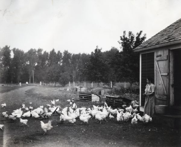 Chickens gathering around a woman near a poultry house (or chicken coop) as she is feeding the flock from a metal pail. A man is walking down a path in the background.