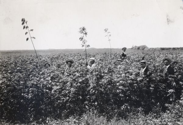 Six men, all wearing hats, stand in a field of hemp at Beebe Farm. The seventh man, Prof. Holden, sits on a horse behind the others.