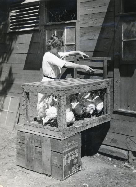 Miss Marquiss lifts a sliding door from a culling crate housing multiple chickens. The door is supported by a wooden crate and connects to what appears to be a barn.