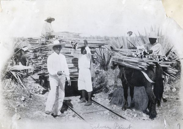 Men carrying cut sisal leaves to take to a decorticating mill (which removes the outer husk), loading them on a donkey, and tram car which is on rails.