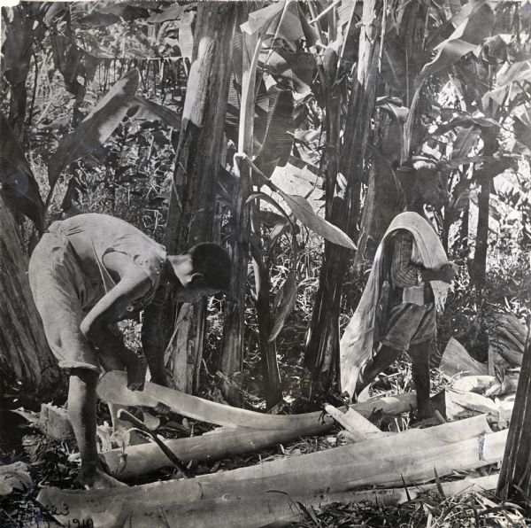 A boy removing layers from a manila plant in the Philippine Islands. Another boy is carrying parts of the stripped plant over his right shoulder.