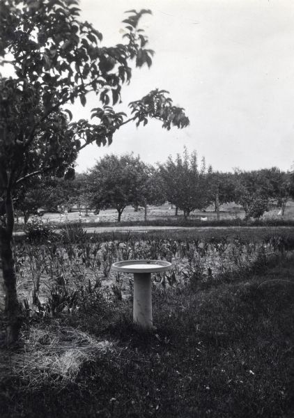 View of a birdbath standing among trees at Holden Farm. In the background behind a wire fence, chickens are in an orchard.