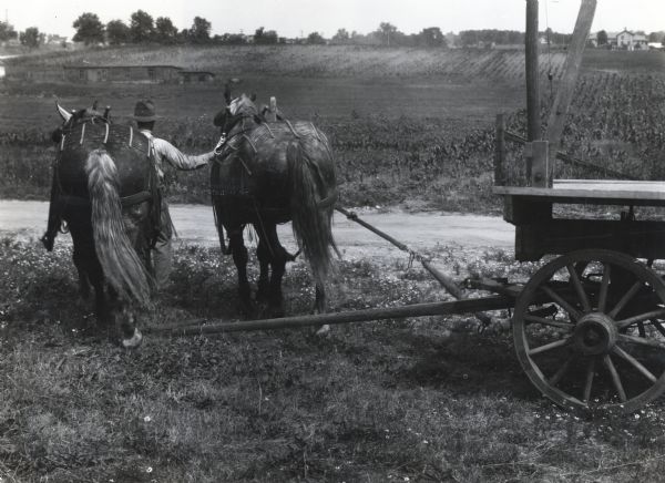 A man unhitches horses from a wagon. Photograph taken for International Harvester's Agricultural Department to illustrate the dangers of leaving one tug unfastened while unhitching.