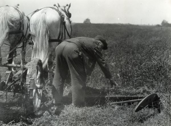 A man is leaning over in a field to clear the grass from the cutter bar of a mower pulled by two horses.