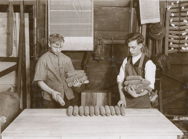 Two young men, probably students, laying ears of corn on wooden table.