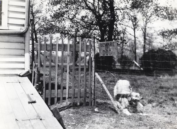 A dog crouches behind a fence where a "Beware of Dog" sign hangs. The photograph was taken for International Harvester's Agricultural Extension Department to illustrate various farm hazards.