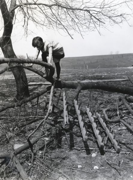 A girl climbing on a felled tree branch lying across an upturned peg-toothed harrow.