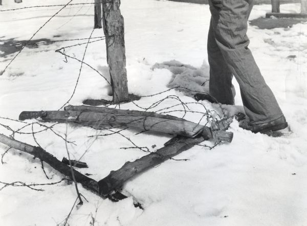 A man walks near a fallen barbed wire fence lying in the snow.