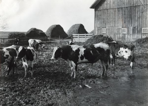 A bull and cows stand in a barnyard at what is possibly International Harvester's Hinsdale experimental farm. Piles of hay are in the background near a barn.