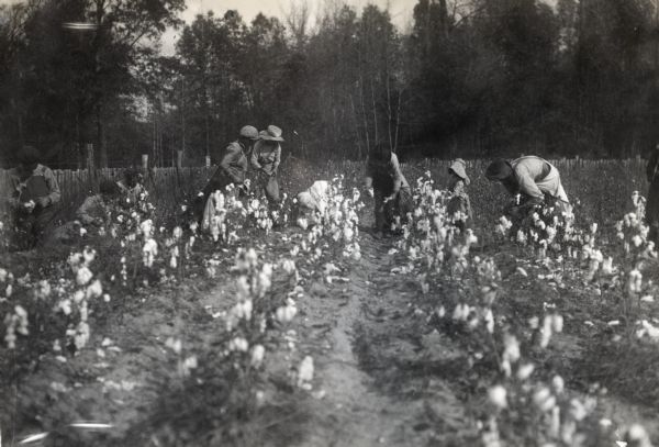 Men, women, and children picking cotton in a field.