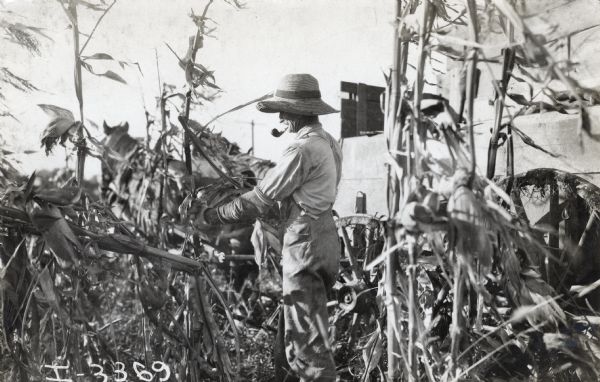 A farmer wearing a straw hat and smoking a pipe examining or picking corn. Behind him is a team of horses pulling a wagon.