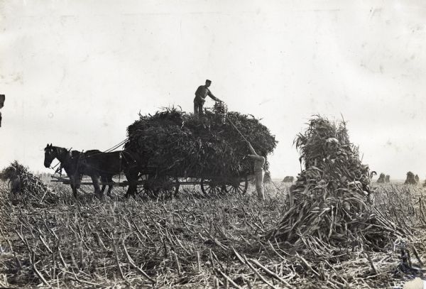 View across a field of two men loading corn into a horse-drawn wagon. On the right are corn shocks.