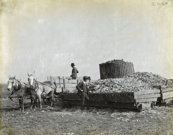Men with a mule team pulling a wagon beside bins filled with ears of corn. One of the men appears to be holding a goose near the pile of corn.