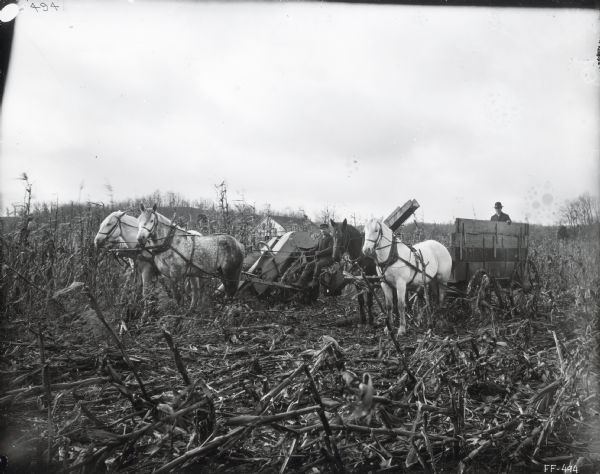 Men using a horse-drawn corn picker in a cornfield. A horse-drawn wagon is sitting next to the corn picker. In the background is a farm building or farmhouse.