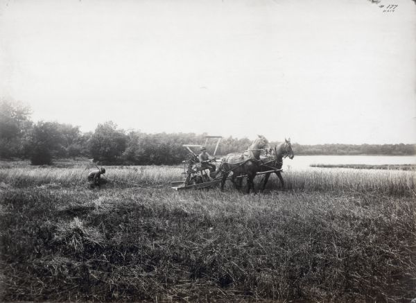 A man leads two horses pulling a McCormick automatic self-rake reaper through a field while another man follows behind. In the background is a river or pond.