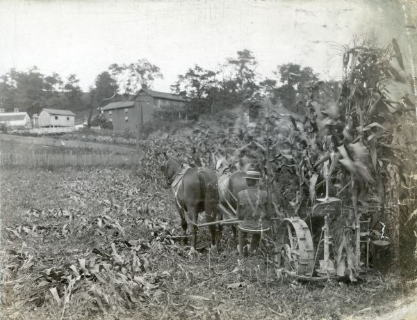 Rear view of a man using a corn binder pulled by two horses to work along the edge of a cornfield on the farm of James Johnston. Several farm buildings are in in the background.