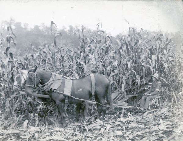 Side view of a man using two horses to pull a corn binder through a field.