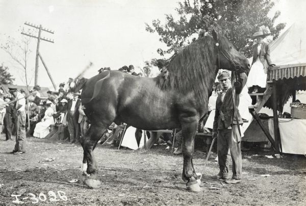 Right side view of a horse on display. There is a man on the right holding the bridle. In the background is a large group of people sitting and standing near what appears to be a grandstand near a tent, perhaps at an outdoor fair or festival.