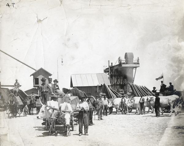 A group of men are standing with three or four teams of oxen pulling wagons at what appears to be a mill. Several buildings and a chute are in the background.