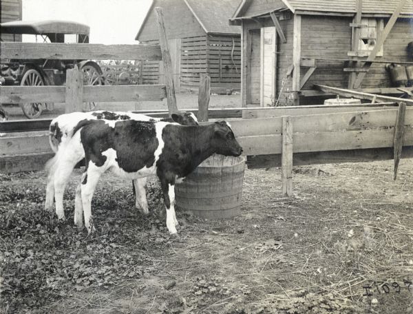 Two calves eat out of a wooden bucket near a fence. Farm buildings and an automobile are in the background.