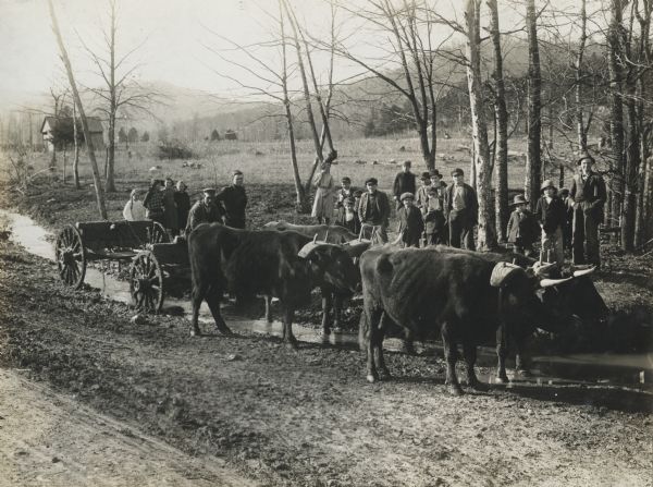 A group of students and teachers stands behind teams of oxen pulling a wagon through a wooded area in front of New Hope School during its renovation after a wind storm. The one-room school building is in the background at left.
