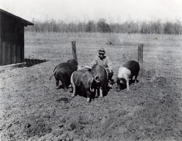 Josh Gillespie, manager of an International Harvester Company demonstration farm, kneels to feed a corncob to a group of Hampshire gilt pigs.