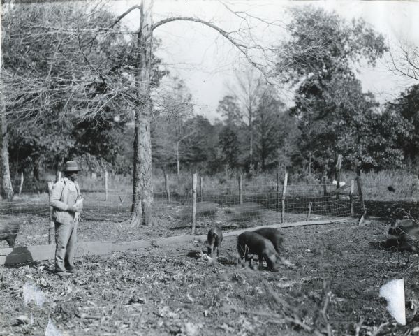 A man is holding corncobs in his hand while feeding several pigs on an International Harvester demonstration farm.