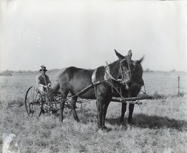 A man is using two mules to pull a corn cultivator through a field on an International Harvester Company demonstration farm.