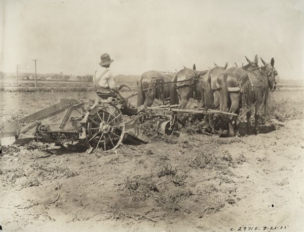 Man driving a team of four horses or mules hitched to a McCormick-Deering potato digger.