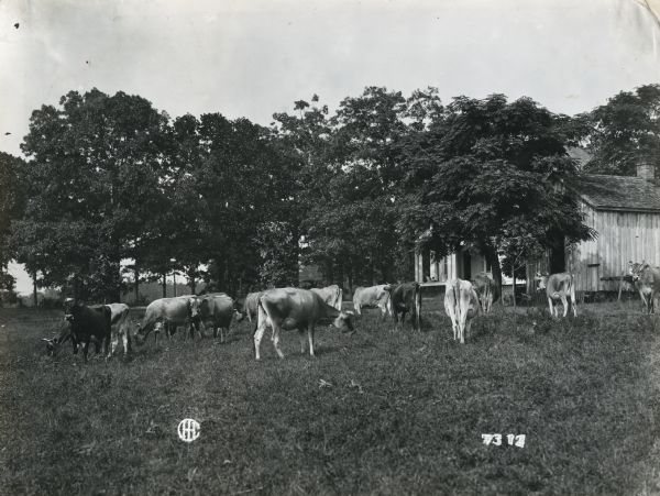 A herd of Jersey cows grazes in a field on an International Harvester Company demonstration farm. A shed and farmhouse stand amid trees in the background.
